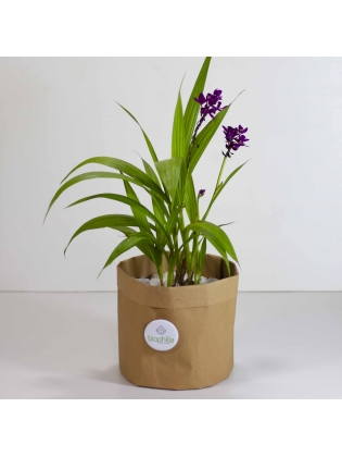 Ground Orchid (Spathoglottis Plicata)