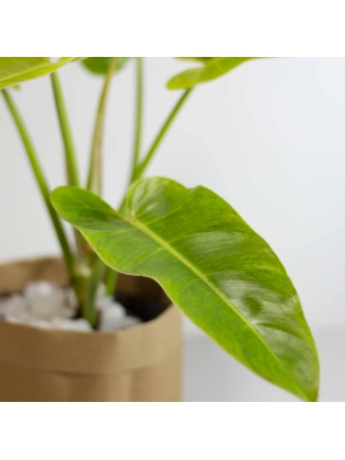 Lacy Tree Philodendron (Philodendron Melinonii)