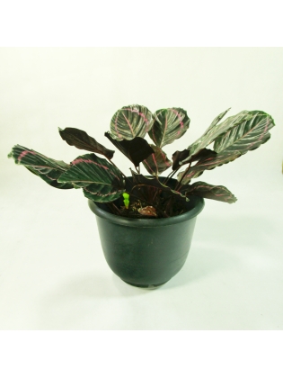 Dottie Plant (Calathea Roseopicta)