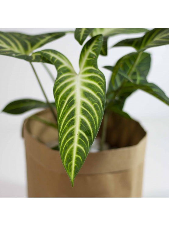 Elephant Ear Plant (Alocasias)