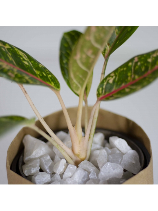 Butterfly Manis (Aglaonema Manis)