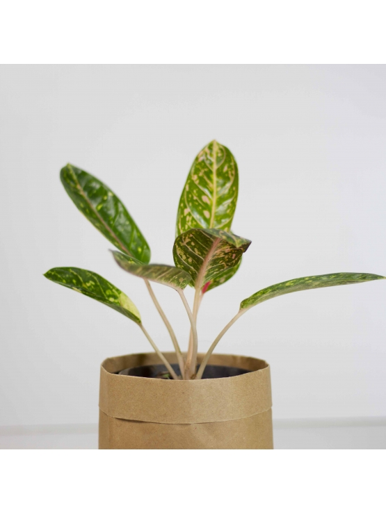 Butterfly Manis (Aglaonema Manis)