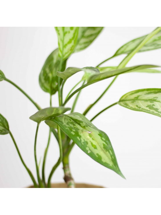 Chinese Evergreen (Aglaonema'Tigress')