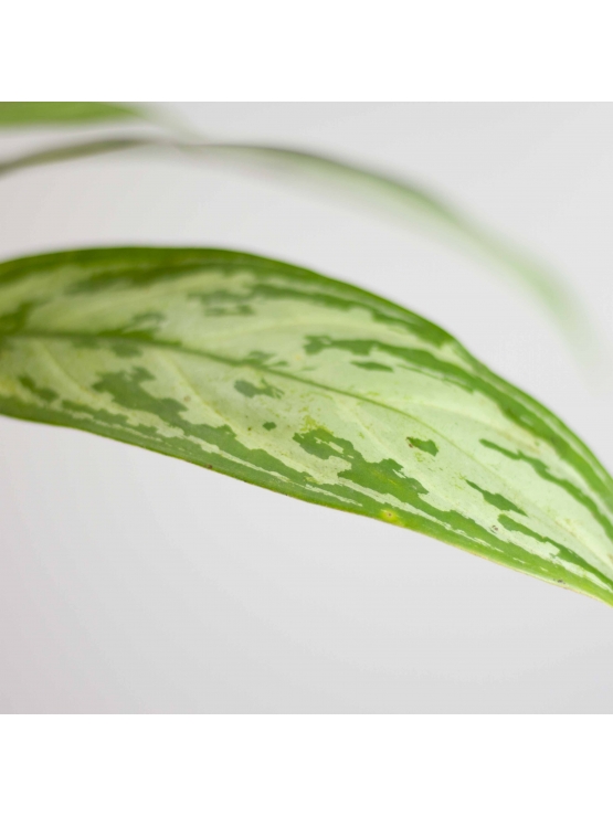 Chinese Evergreen (Aglaonema'Tigress')