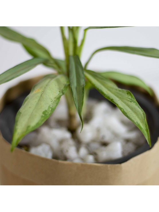 Cutlass Chinese Evergreen (Aglaonema Cutlass)