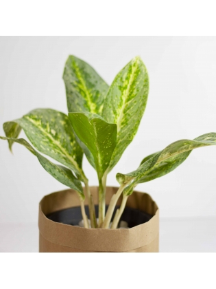 Aglaonema   Hybrid (Aglaonema Thongnoppakhun)