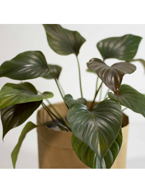 Hardy Elephant Ears (Alocasia Wentii)