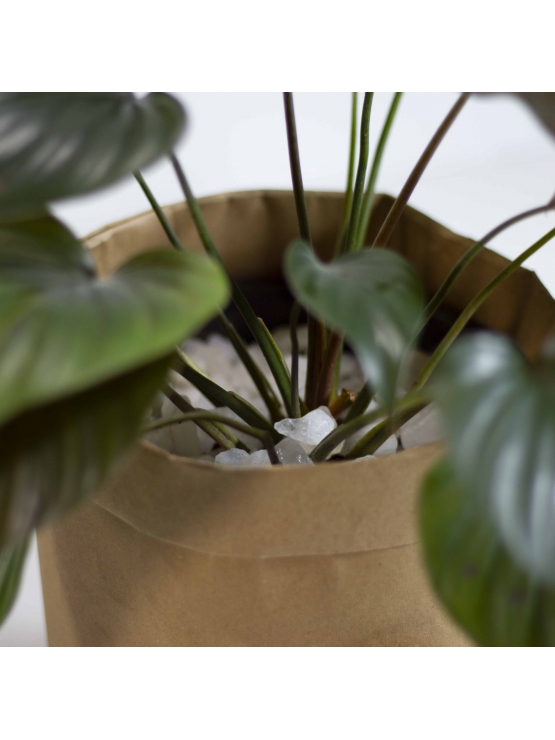 Hardy Elephant Ears (Alocasia Wentii)