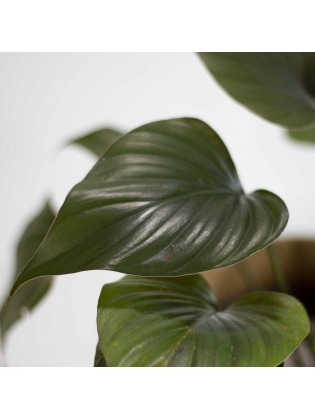 Hardy Elephant Ears (Alocasia Wentii)