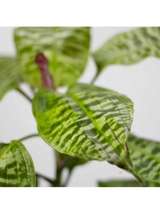 Green Zebra Plant (Dracaena Goldiana)