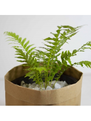 Silver Lady (Blechnum Gibbum)