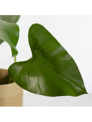 Philodendron (Genus Philodendron)