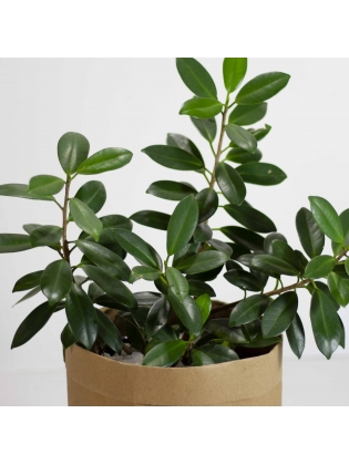 Ficus Bonsai ( Ficus Benjamina Bonsai )