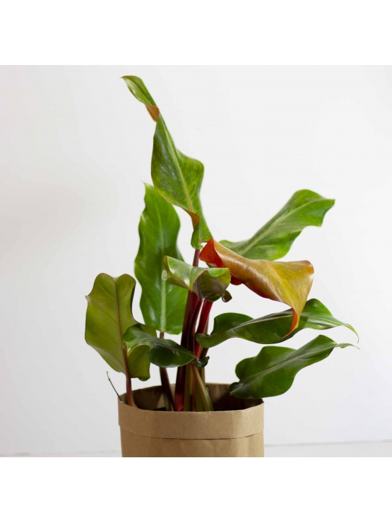 Philodendron  ( Prince of Orange )