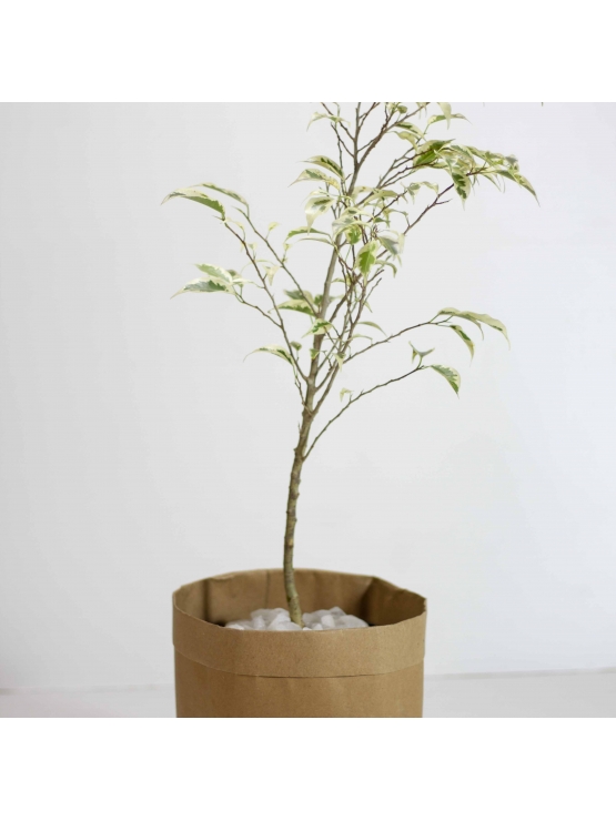 Ficus Benjamina Varigated