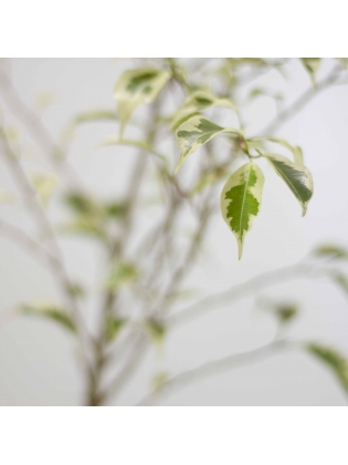 Ficus Benjamina Varigated