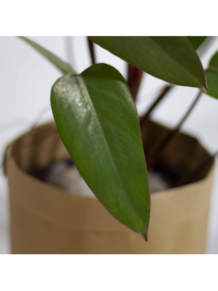 Philodendron  