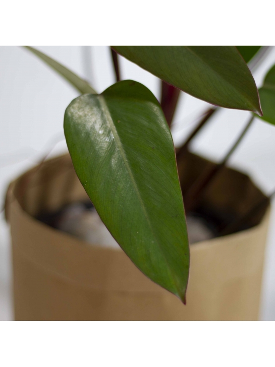 Philodendron  