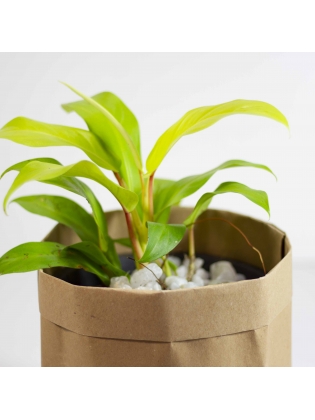 Philodendron (Golden Goddes)
