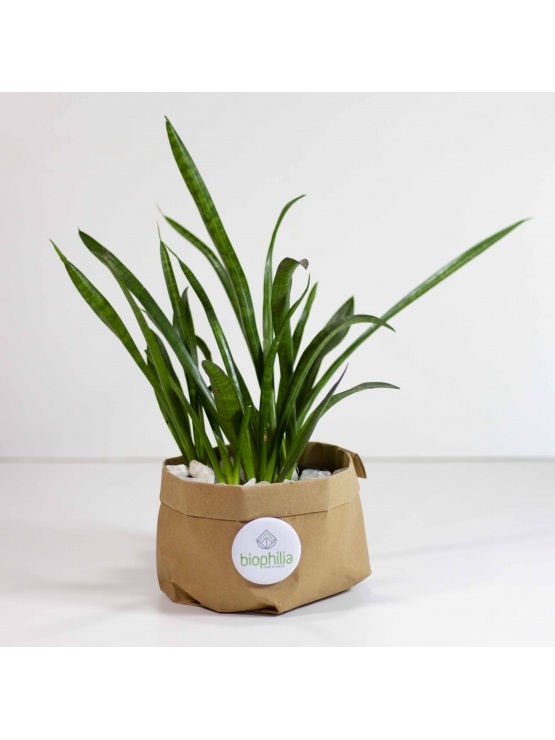 African Spears (Sansevieria Cylindrica)
