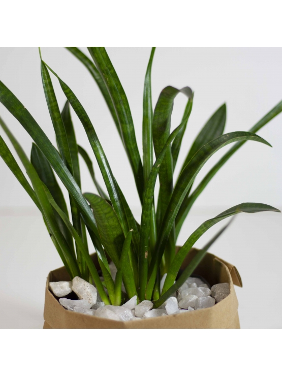 African Spears (Sansevieria Cylindrica)
