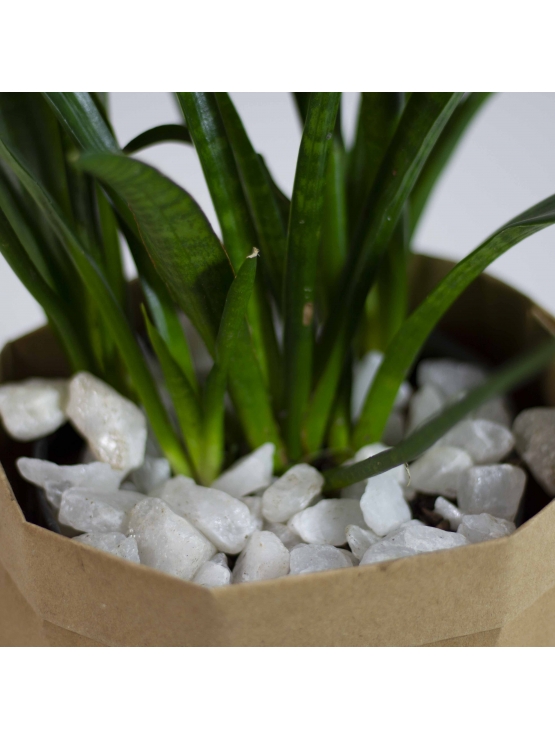 African Spears (Sansevieria Cylindrica)
