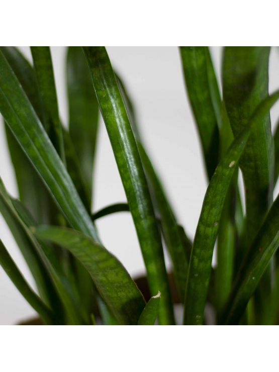 African Spears (Sansevieria Cylindrica)