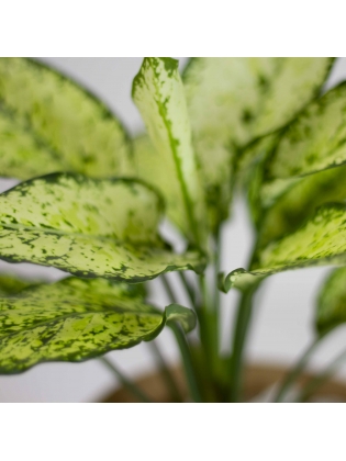 Chinese Evergreen (Aglaonema Christina)