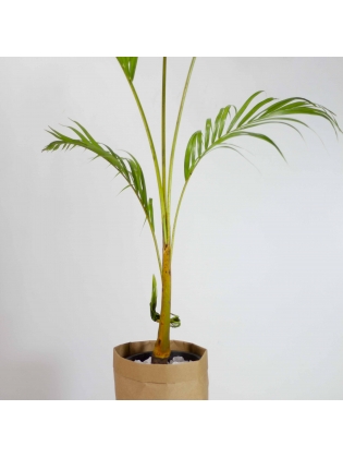 Areca Palm (Dypsis Lutescens)