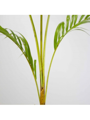 Areca Palm (Dypsis Lutescens)