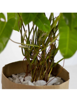 Arrowhead Plant (Syngonium podophyllum)