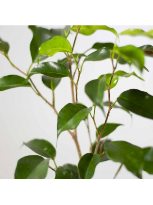 Weeping Fig (Ficus Benjamina)