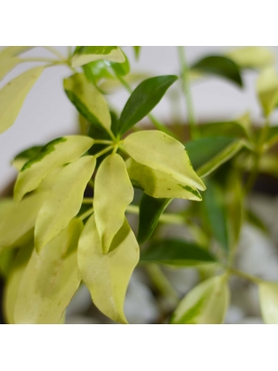 Umbrella Plant  (Schefflera Arboricola)