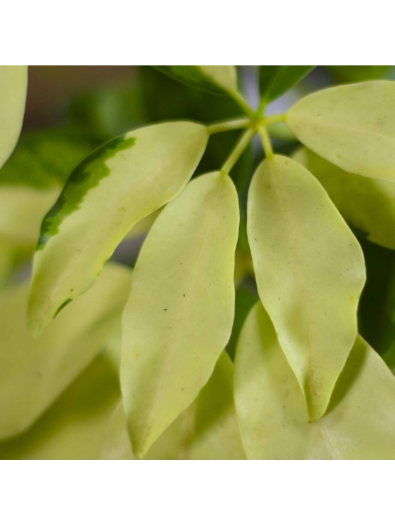 Umbrella Plant  (Schefflera Arboricola)