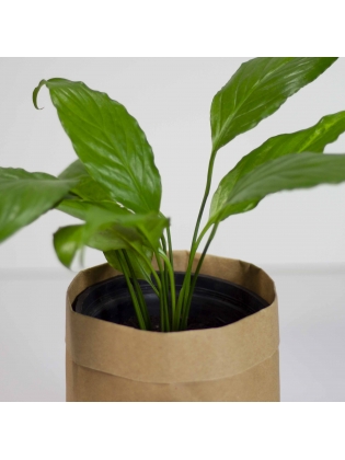 Peace Lily (Spathiphyllum Cannifolium)