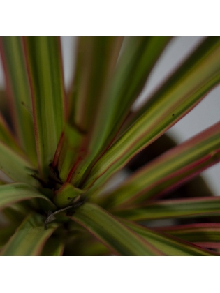 Dragons Tree (Dracena Marginata)