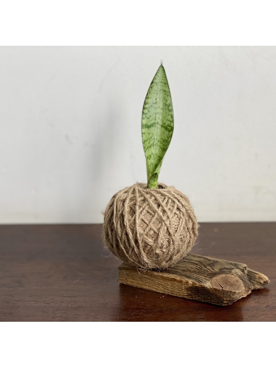  Kokedama Snake Plant (Small) - with  reclaimed wood stand