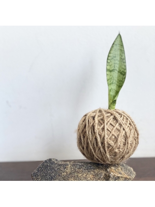 Kokedama Snake Plant (Small) - with  stone stand