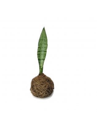  Kokedama Snake Plant (Medium size) - only the plant ball