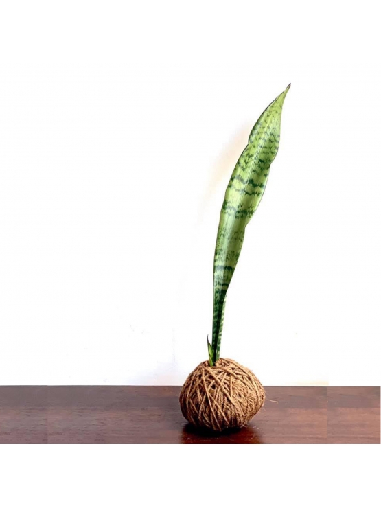 Kokedama Snake Plant (Large) - only the plant ball