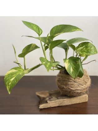 Kokedama Money Plant (Small) - with  reclaimed wood stand