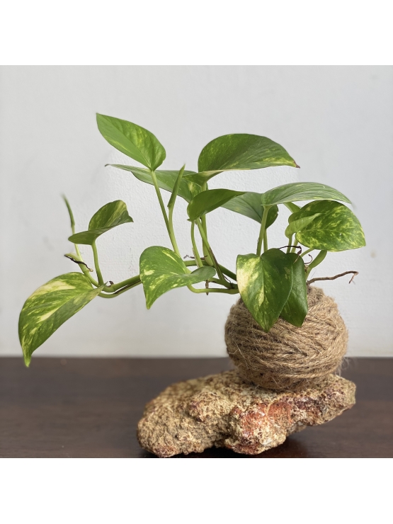 Kokedama Money Plant (Small) - with  stone stand