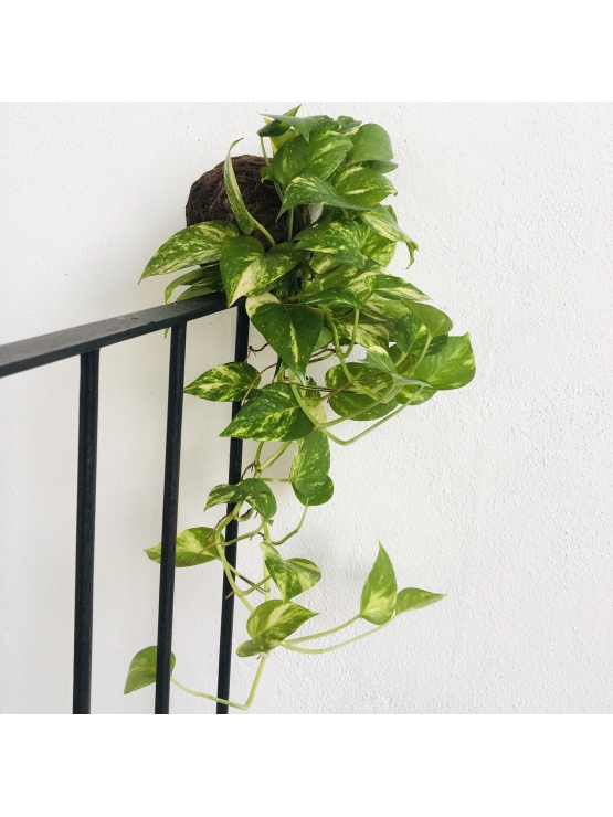 Kokedama Money plant- Hanging Type- Long length only the plant ball