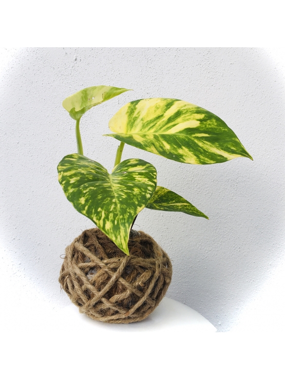 Kokedama Money plant- Larger leaves- only the plant ball