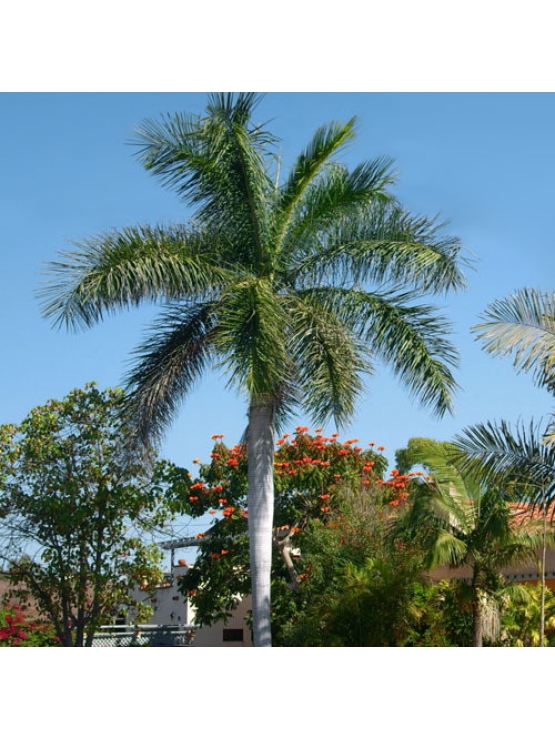 Royal Palm (Roystonea Regia)