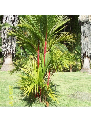 Red Palm (Cyrtostachys Renda)