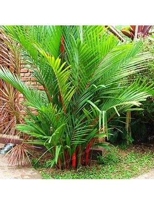 Red Palm (Cyrtostachys Renda)