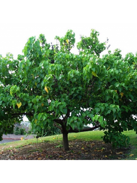  GAN SOORIYA (Thespesia populnea)