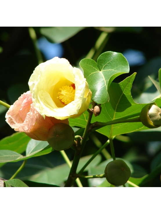  GAN SOORIYA (Thespesia populnea)