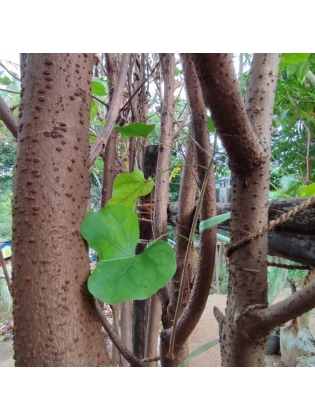 RAT KOBOLEELA (Bauhinia variegate) 